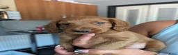 Cockapoo dogs for sale: ❤️ Beautiful Cockerpoo Puppies 2 Girls & 4 Boys ❤️ - Advert 6