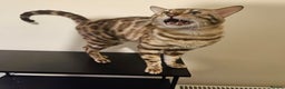 Bengal cats for sale: Beautiful Blue Eyed Bengal Stud - Advert 9