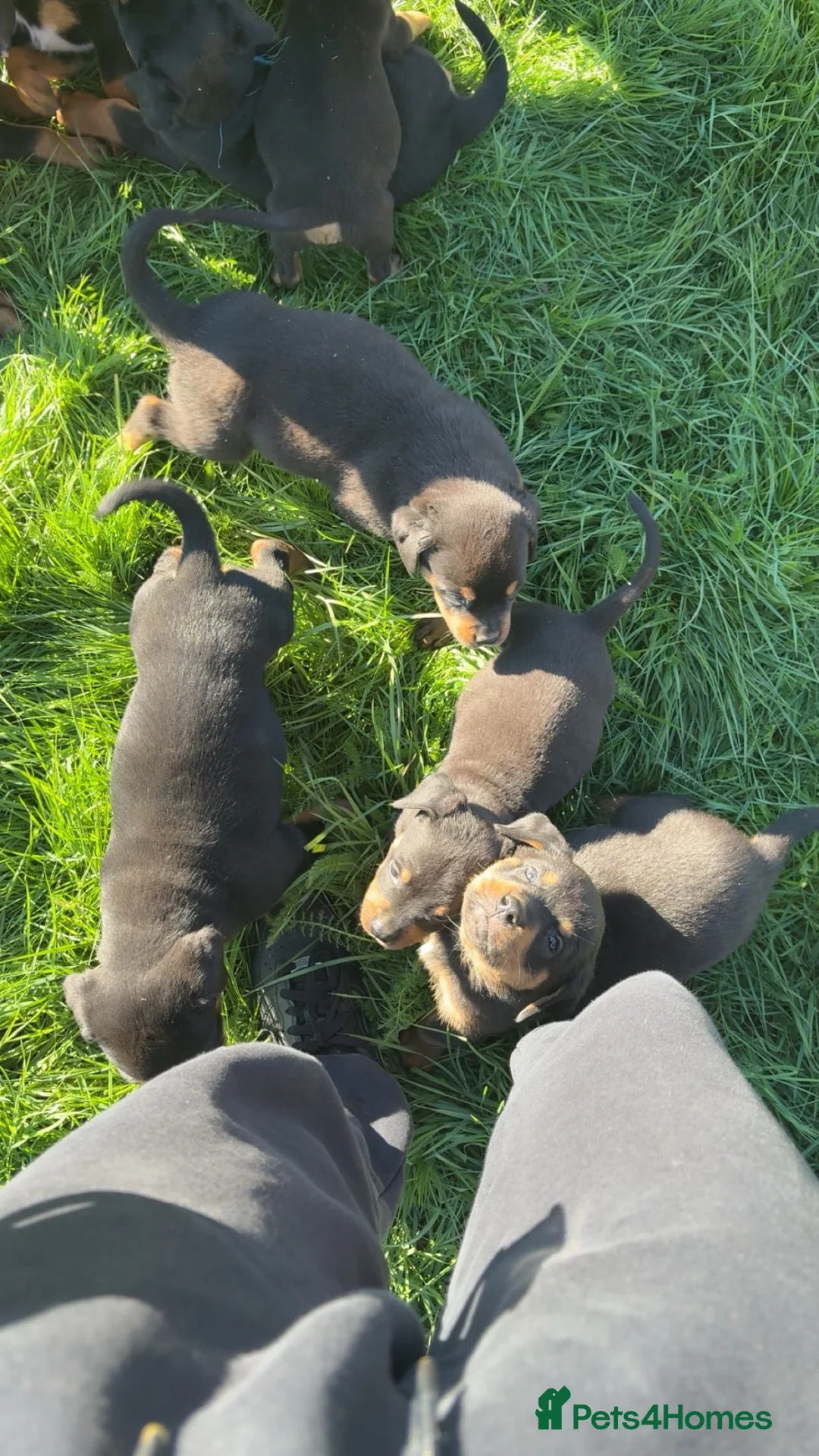 Rottweiler dogs for sale: Rottweiler puppies  - Advert 2