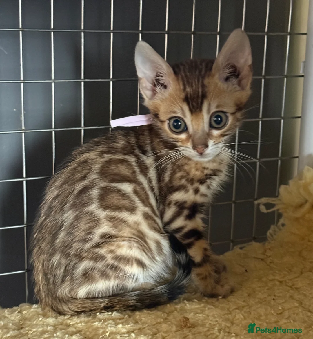 Bengal cats for sale: Pedigree Bengals Kittens 🐆 TICA registered 💙🩷 in Deal - Advert 12