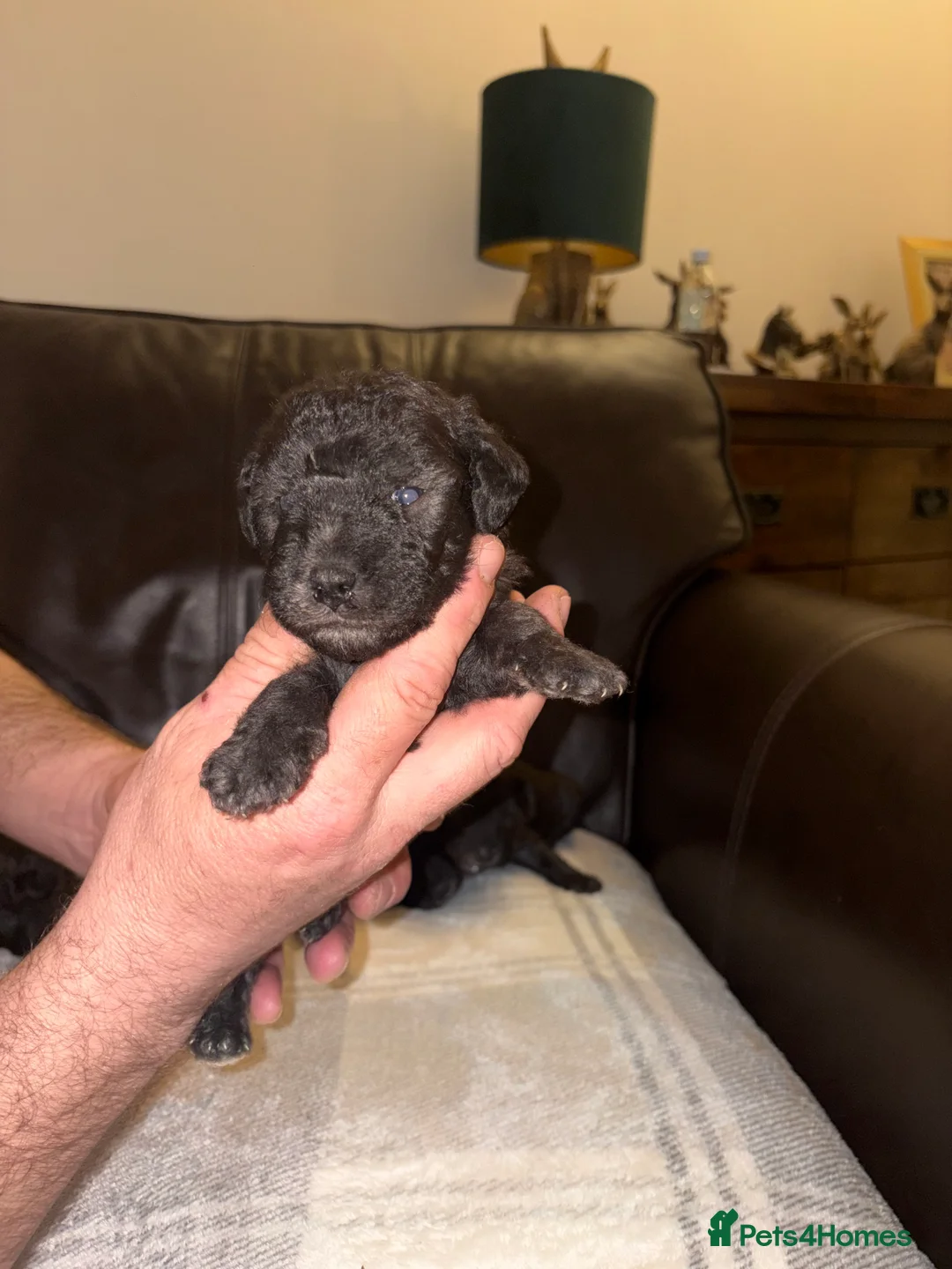Bedlington Terrier dogs for sale: Bedlington - Advert 2