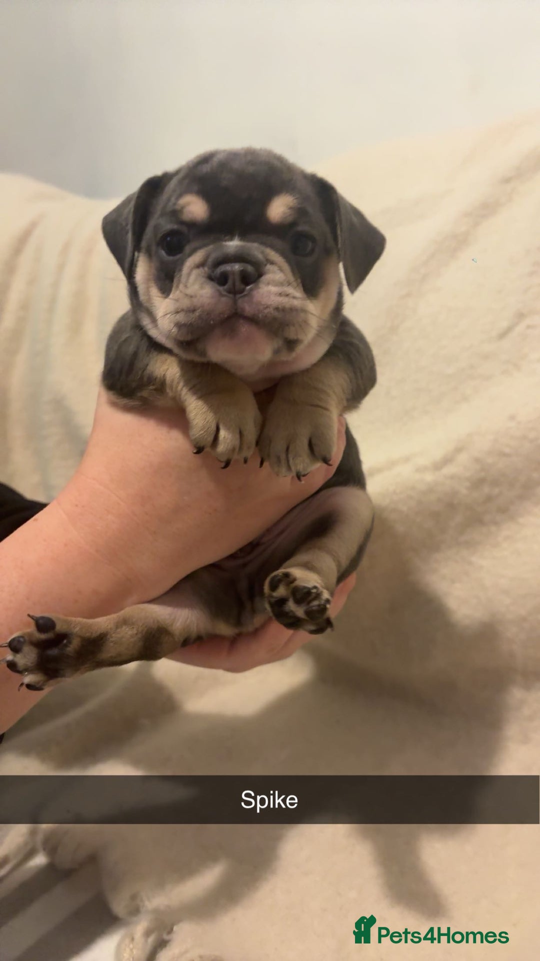 Mixed Breed dogs for sale: French/English bulldogs puppies  - Advert 6