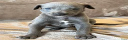 Whippet dogs for sale: ❤️ BEAUTIFUL BLUE WHIPPETS KC REGISTERED❤️ - Advert 15