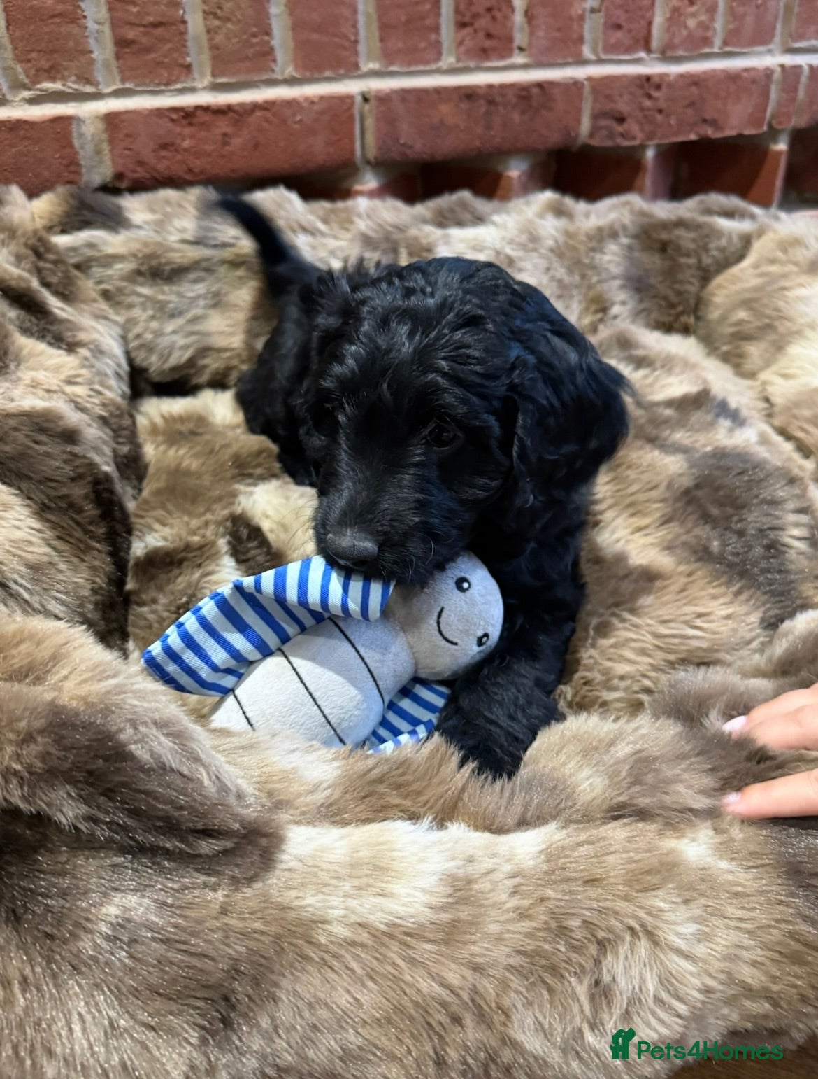Australian Labradoodle dogs Multigenerational Australian Labradoodle Puppies - Advert 1