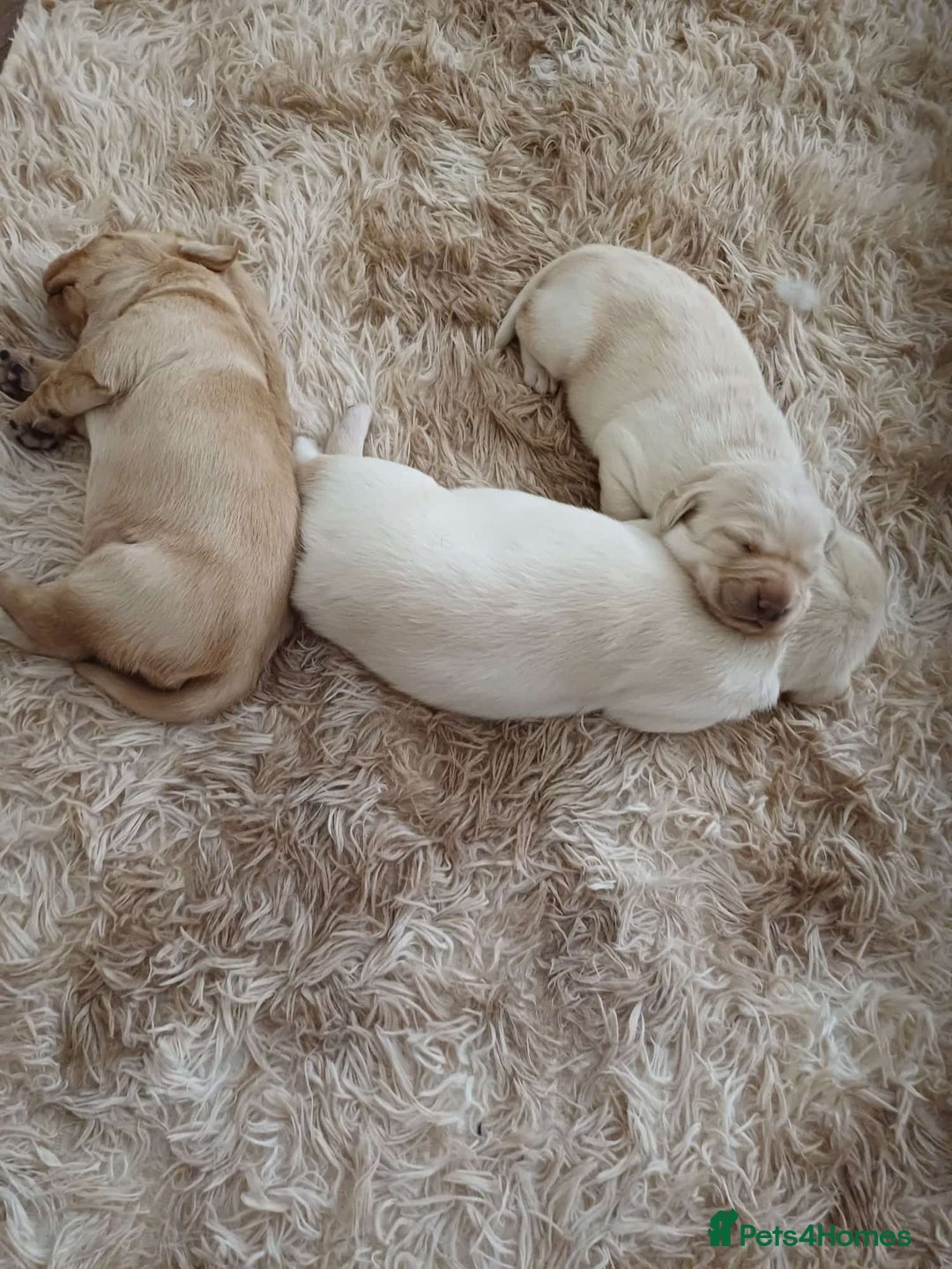 Labrador Retriever dogs for sale: PUPPIES 🐶🐾 - Image 15