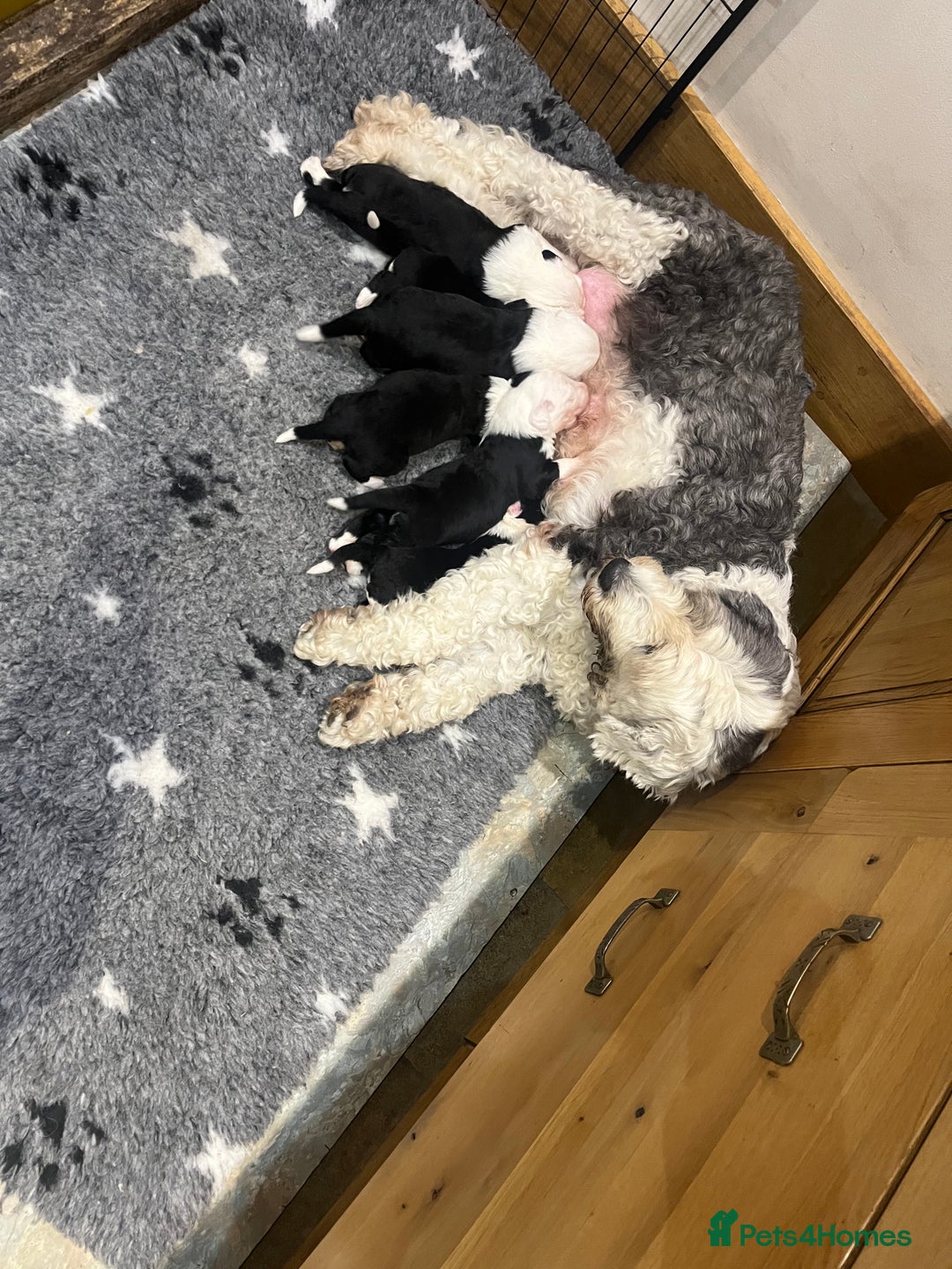 Old English Sheepdog dogs for sale: Pure old English sheepdog pups - Image 7