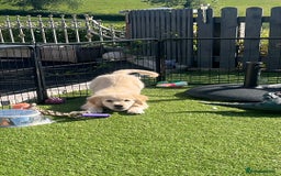 Golden Retriever dogs for sale: 🏆 Kc reg puppies health tested parents 🏆 - Image 10