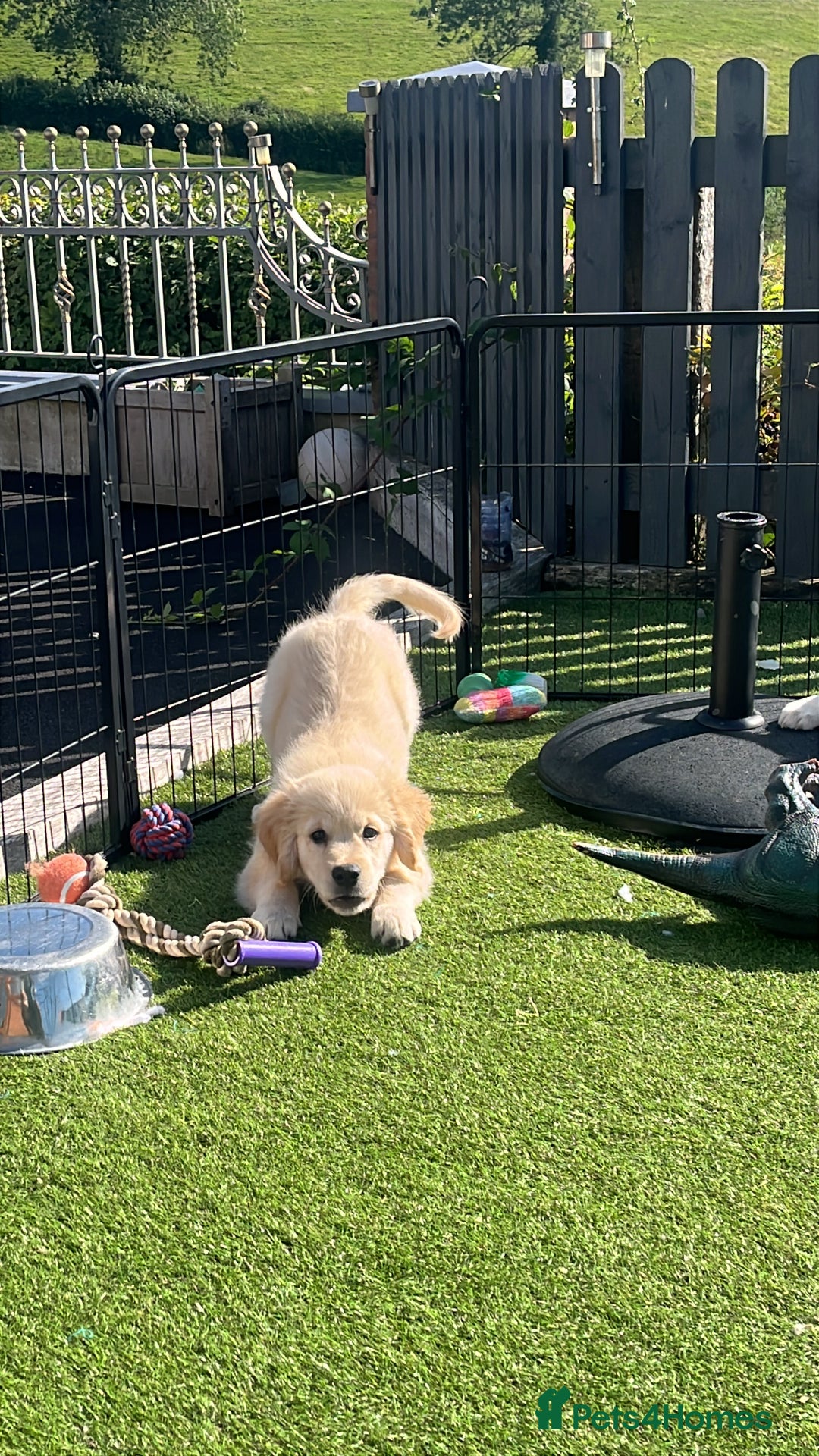 Golden Retriever dogs for sale: 🏆 Kc reg puppies health tested parents 🏆 - Image 10