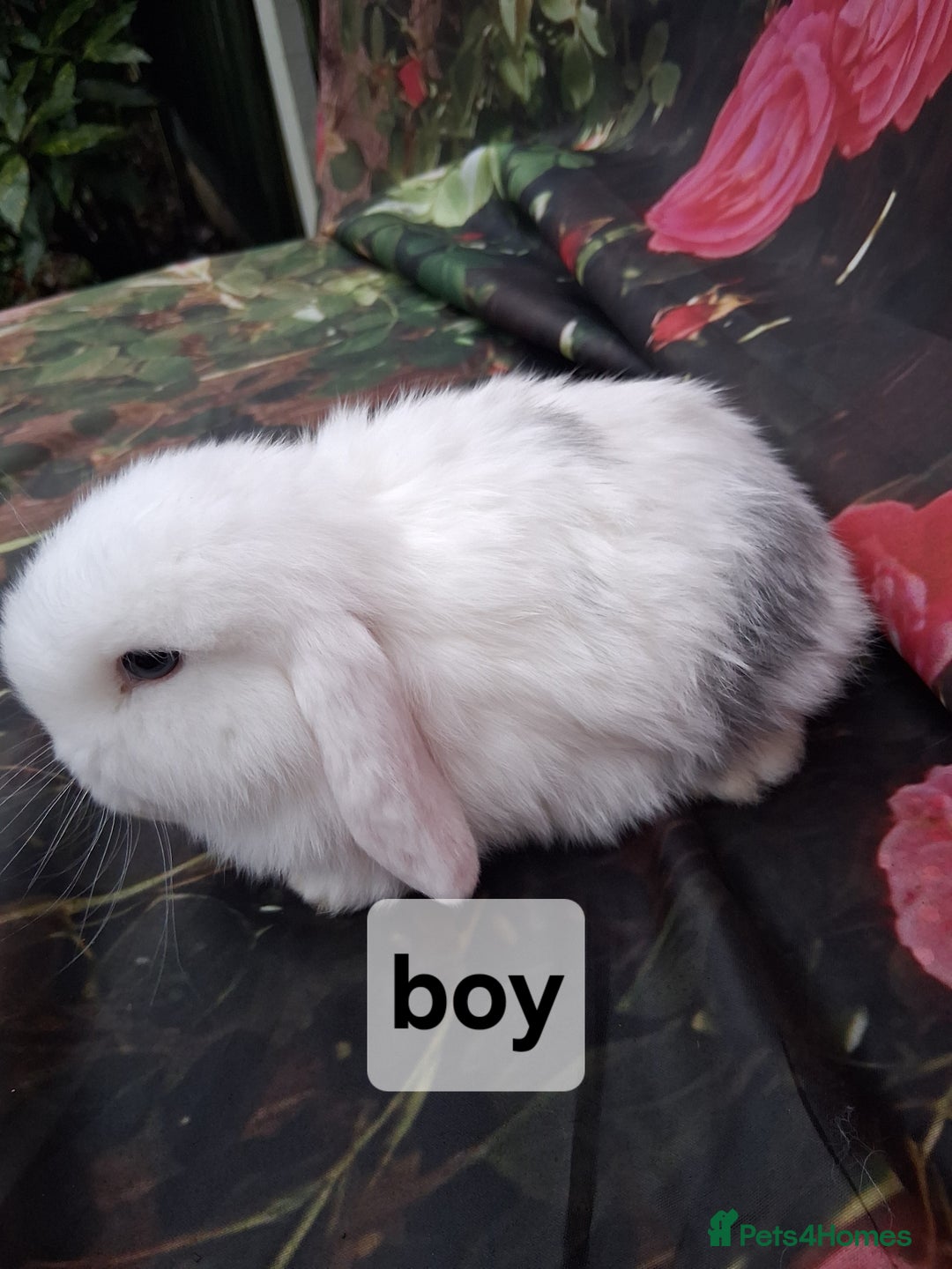 Mini Lop rabbits for sale: Mini lop rabbits  - Advert 6