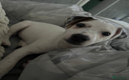 Jack Russell dogs for sale: Jack Russel for Sale  - Image 3