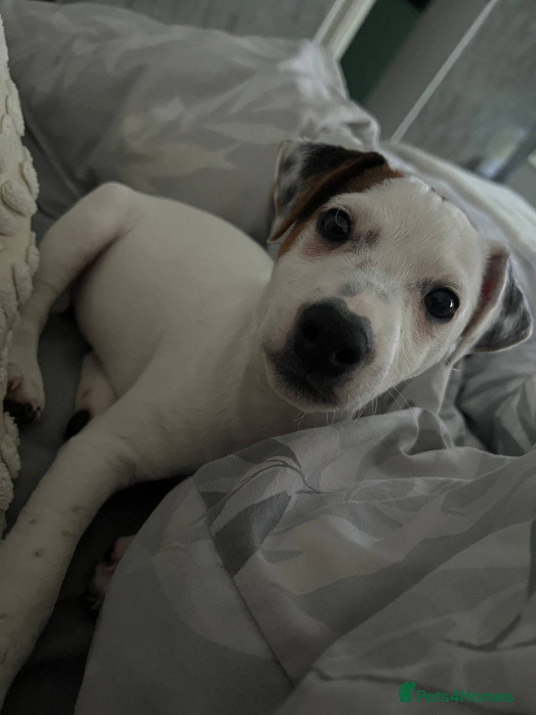Jack Russell dogs for sale: Jack Russel for Sale  - Image 3