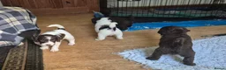 Sproodle dogs for sale: Gorgeous litter of Sproodle Pups  - Advert 5