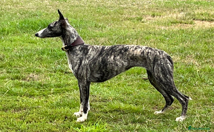 Whippet dogs Whiptaridge Whippet boys  - Advert 10