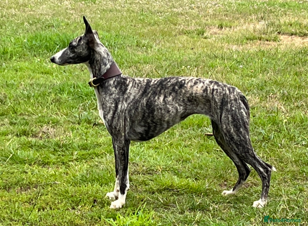 Whippet dogs for sale: Whiptaridge Whippet boys  - Advert 1