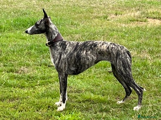 Whippet dogs for sale: Whiptaridge Whippet boys - Advert 1