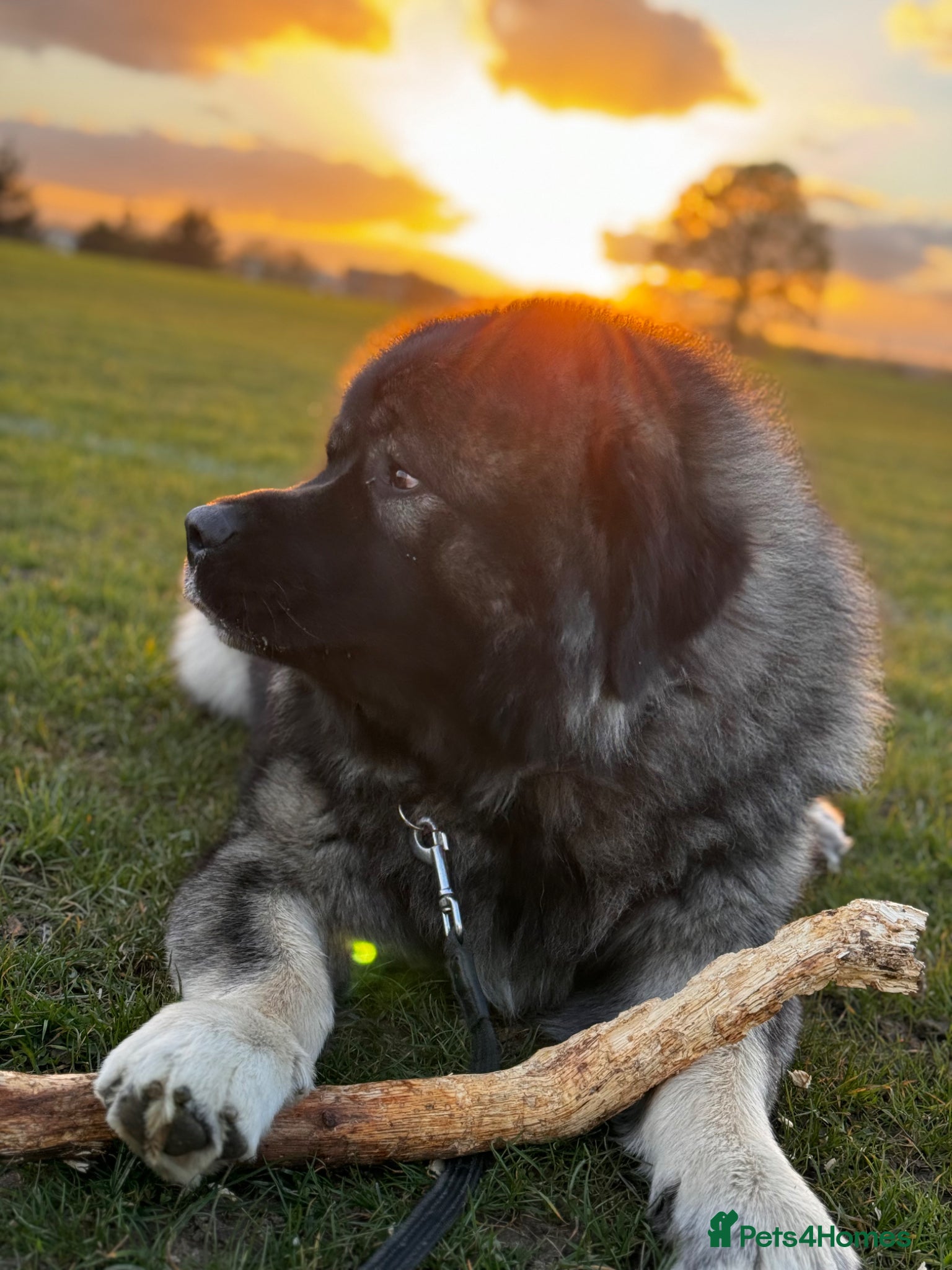 Caucasian Shepherd Dog dogs 🐾 Looking for a loving home for Odin 🐾 - Advert 1