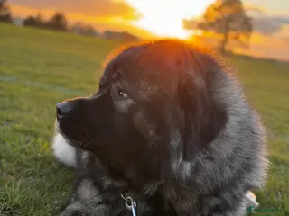 Caucasian Shepherd Dog dogs 🐾 Looking for a loving home for Odin 🐾 - Advert 1