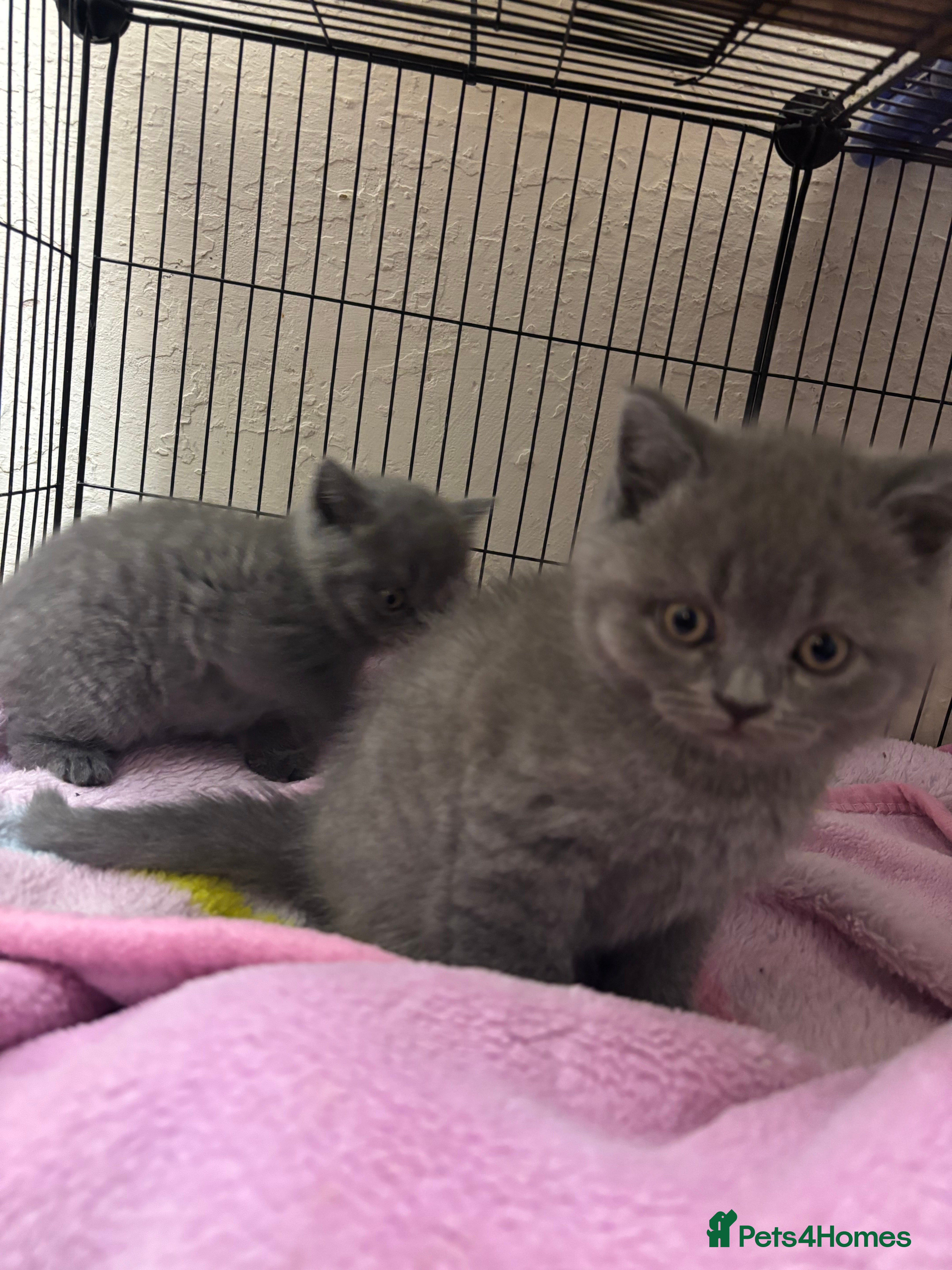 British Shorthair cats Beautiful Blue Boy - Advert 1