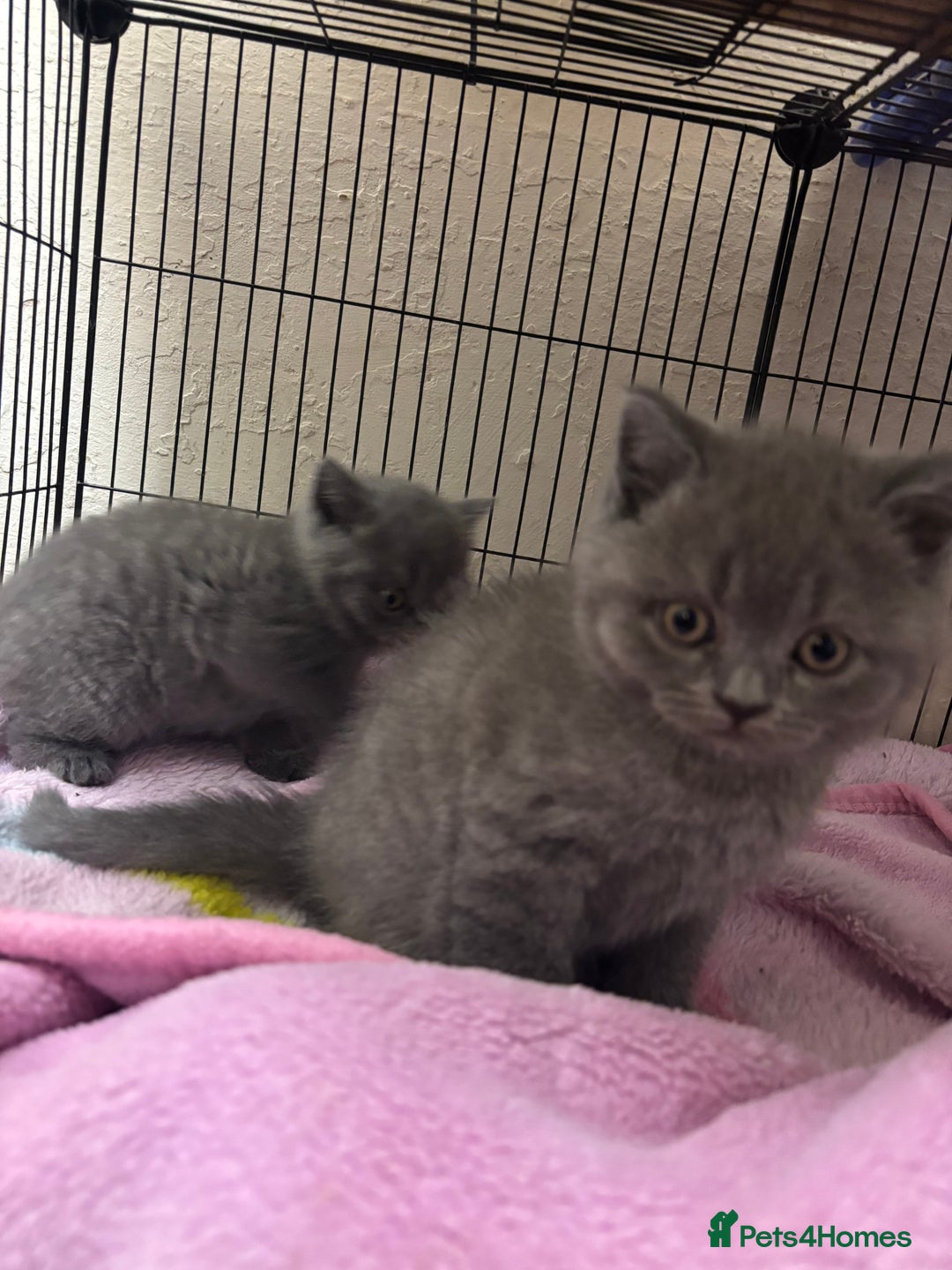 British Shorthair cats for sale: Beautiful Blue Boy - Advert 1