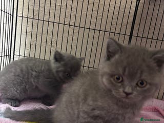 British Shorthair cats Beautiful Blue Boy - Advert 13