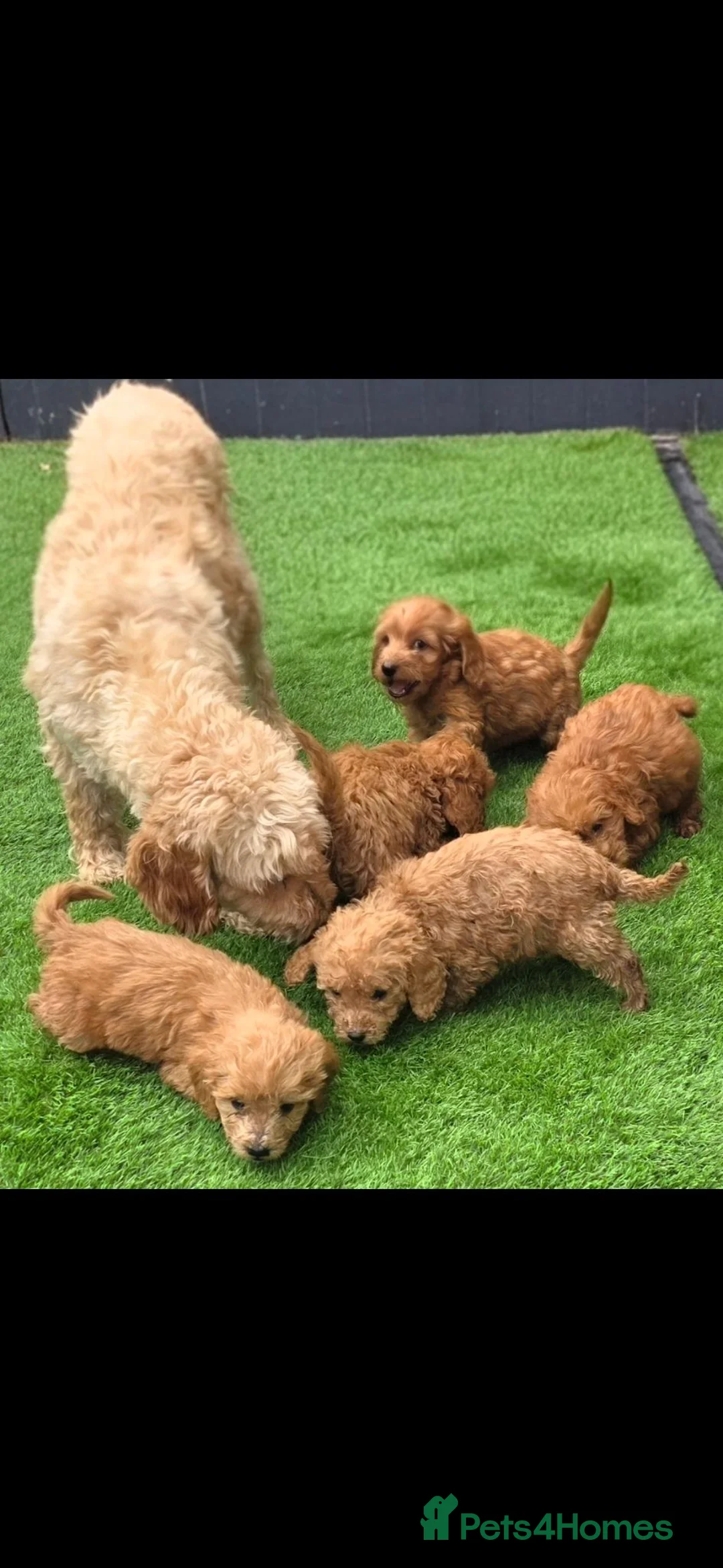 Cockapoo dogs for sale: Cockapoo Puppies - Ready Now - Advert 1
