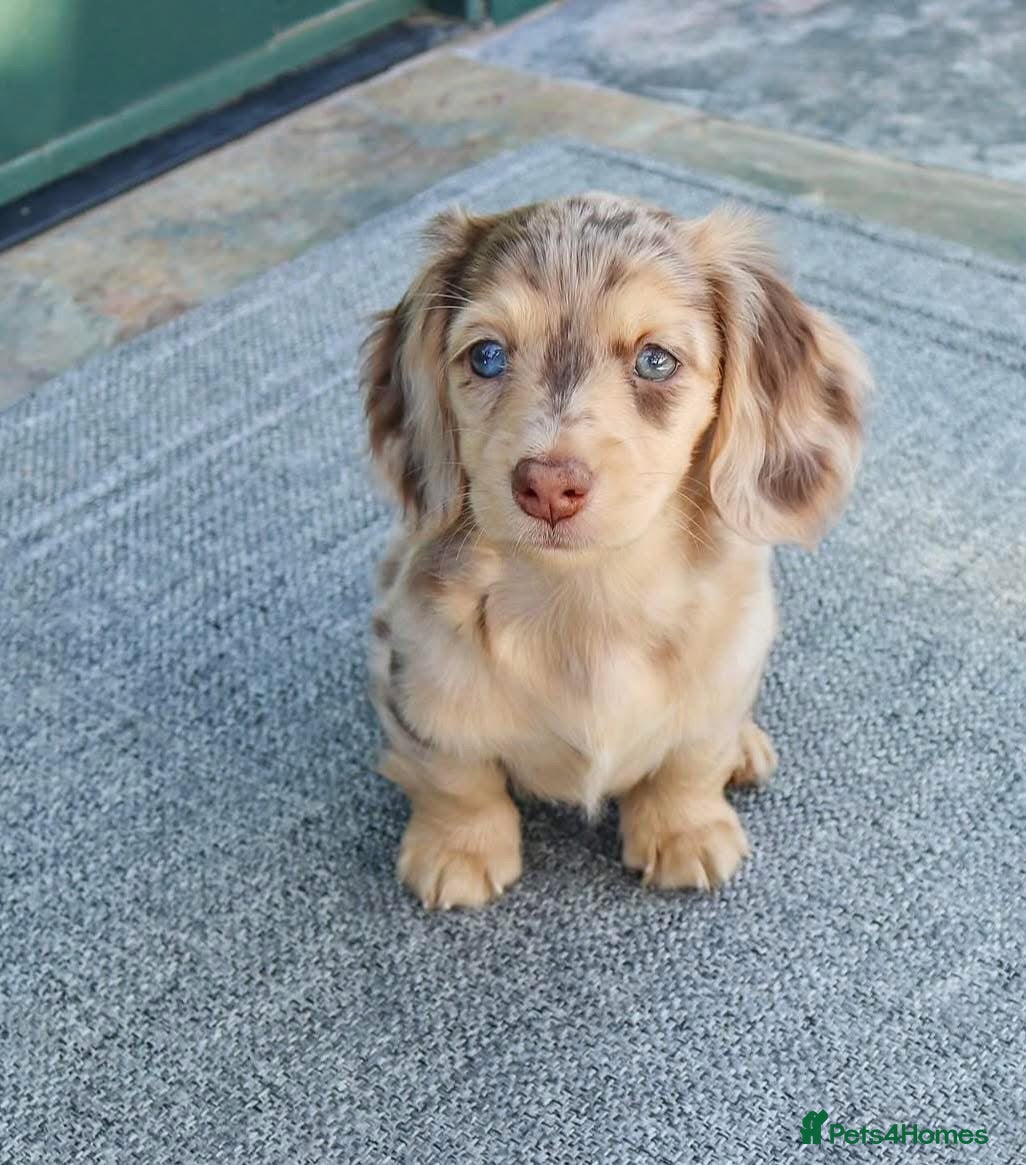 Miniature Dachshund dogs Beautiful 1-Year-Old Dachshund Looking for a Home - Advert 1