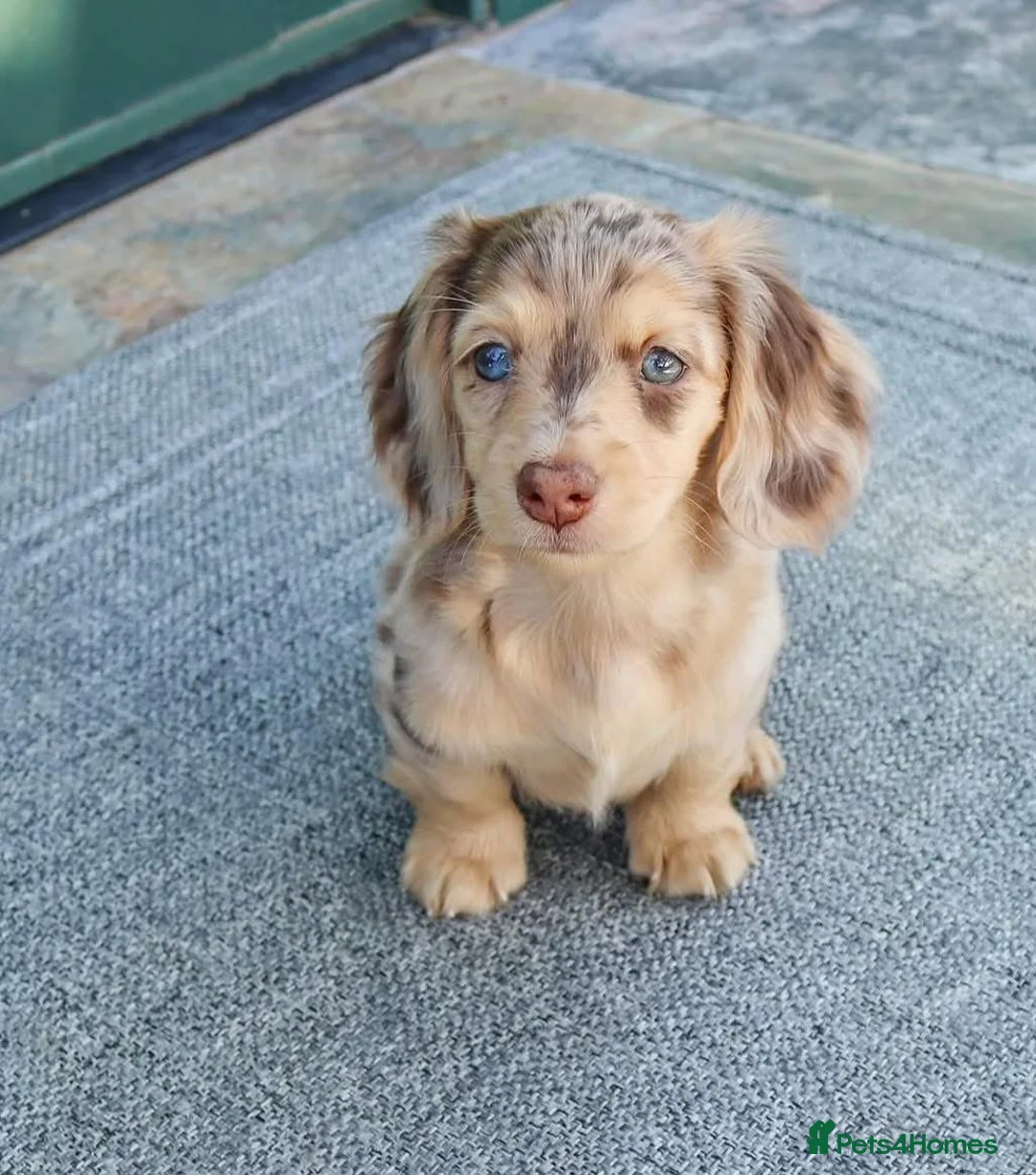 Miniature Dachshund dogs for sale: Beautiful 1-Year-Old Dachshund Looking for a Home in London - Advert 1