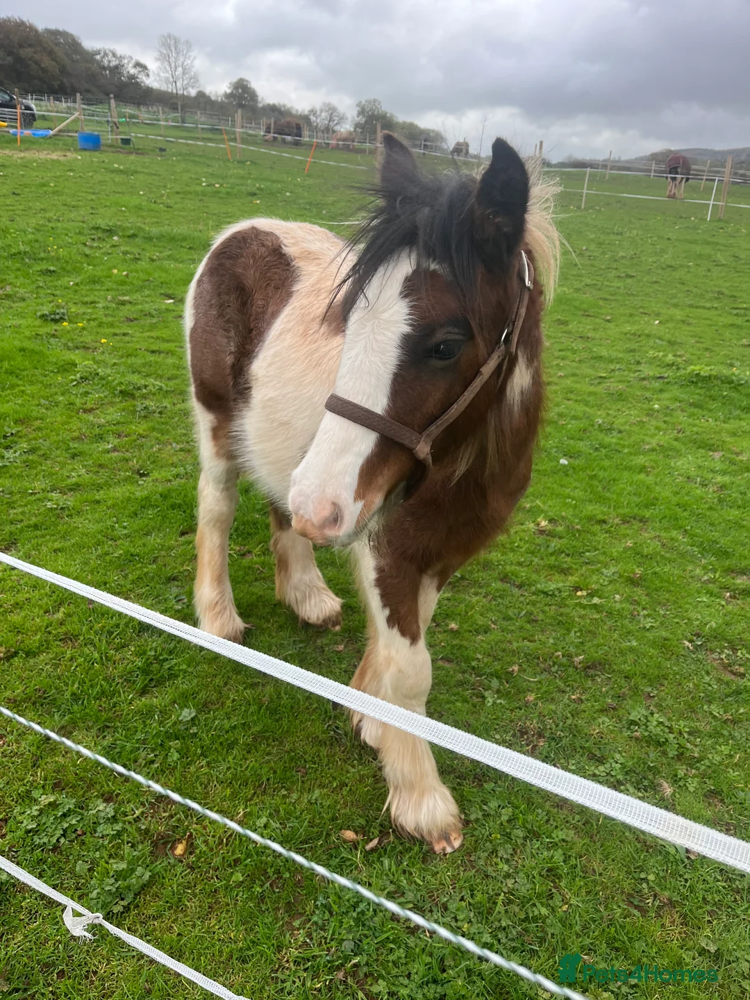 Irish Cob horses for sale: beautiful cob colt  - Advert 5