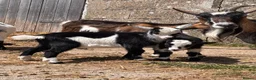 Goats livestock for sale: Pygmy Goats  - Advert 19