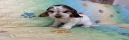 Cocker Spaniel dogs for sale: Kc registered Show cockers Ready Now - Advert 10