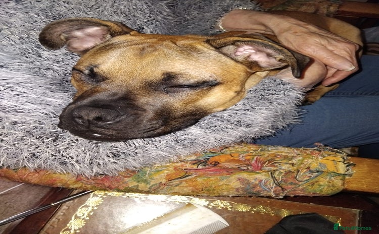 Mixed Breed dogs - Advert 12