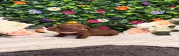 Dachshund dogs for sale: Standard Dachshund Puppies - READY NOW - Advert 19