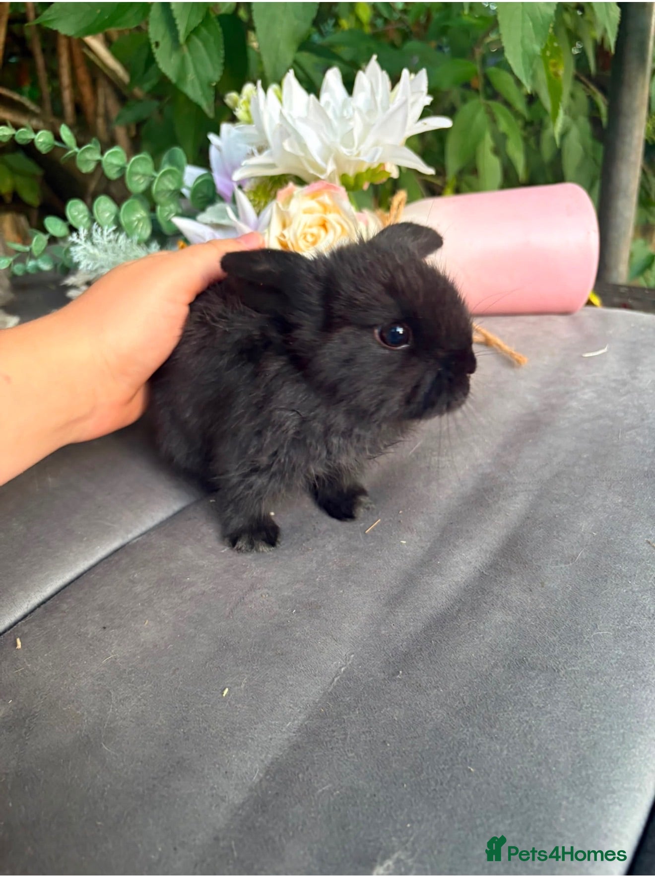 Mini Lop rabbits Black self mini lop Doe  - Advert 1