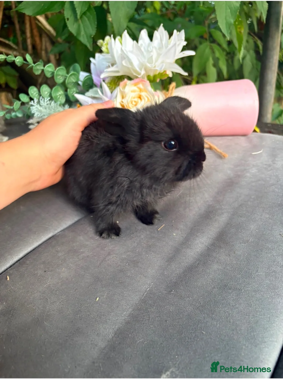 Mini Lop rabbits for sale: Black self mini lop Doe  in Smethwick - Advert 1