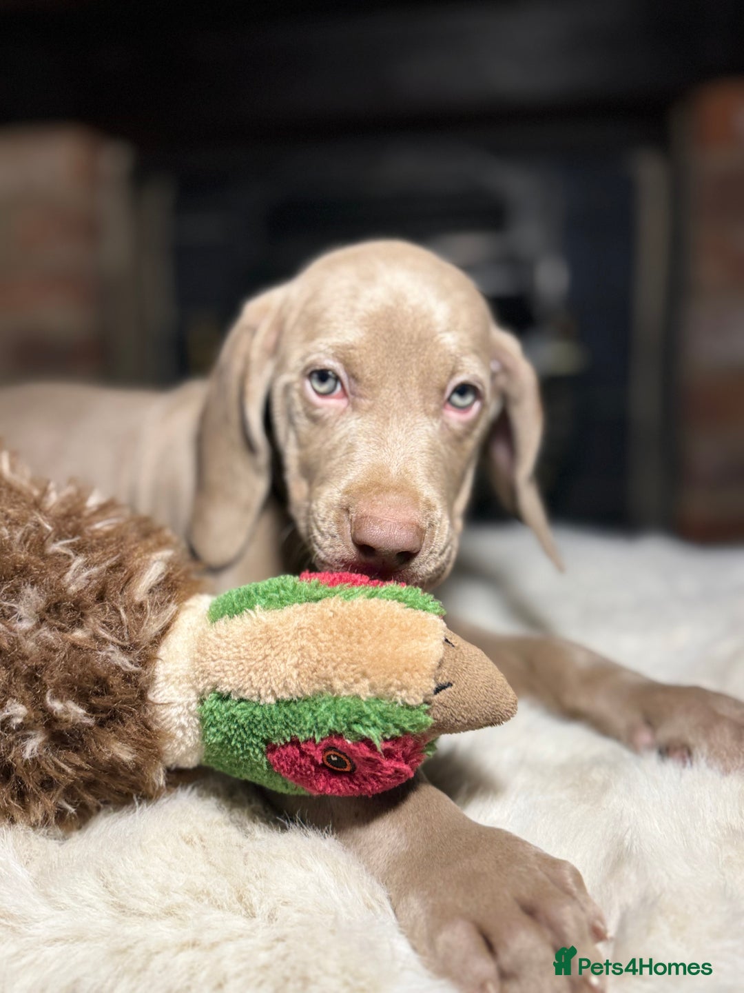 Weimaraner dogs for sale: ✨READY NOW✨ LAST FEW GIRLS✨ KC Reg Pups  ✨ - Advert 31