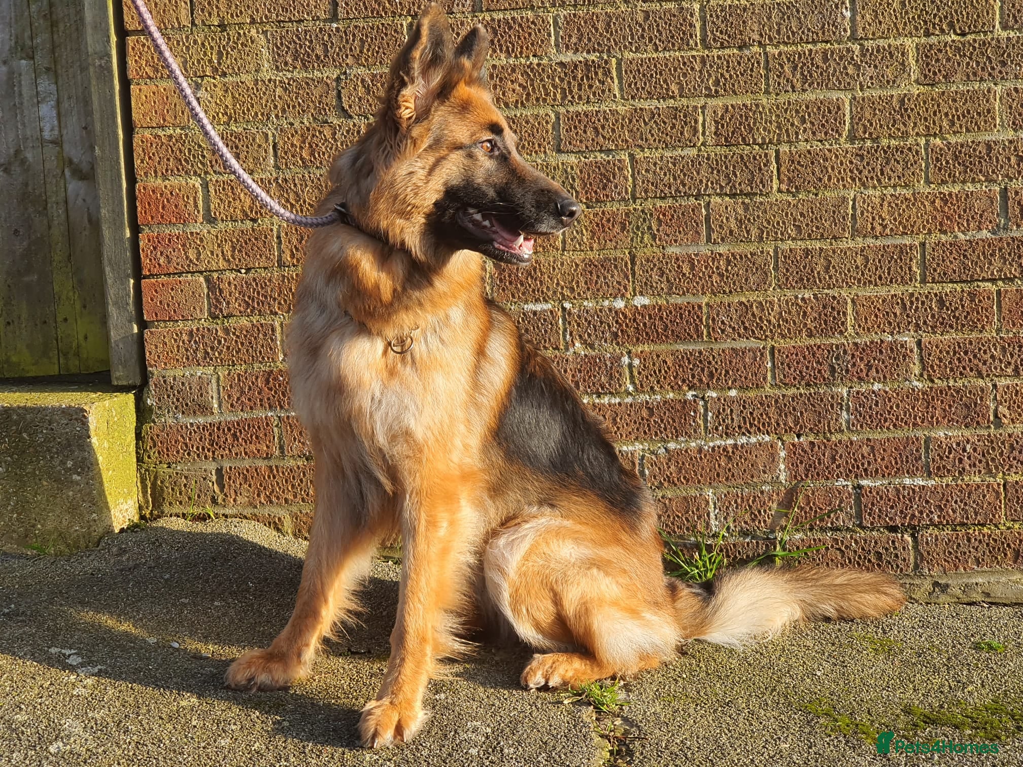 German Shepherd dogs Lovable 2.5year old German Shepherd - Advert 2