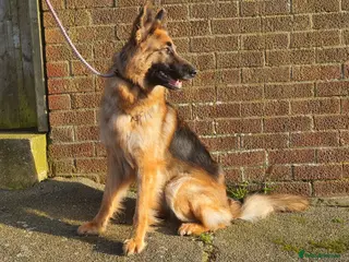 German Shepherd dogs Lovable 2.5year old German Shepherd - Advert 4