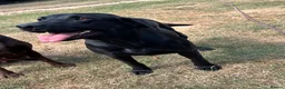 Labrador Retriever dogs for sale: 5 Year old black bitch - Advert 3