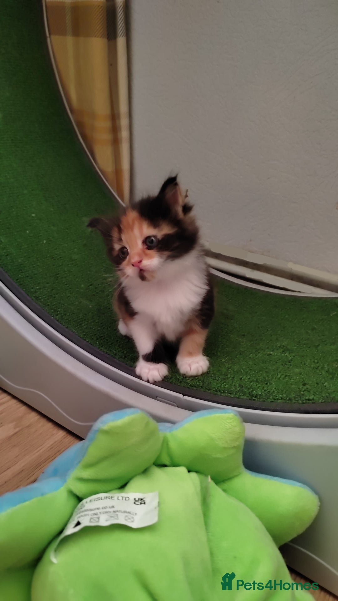 Maine Coon cats for sale: 3/4 Maine coon kittens  - Advert 5