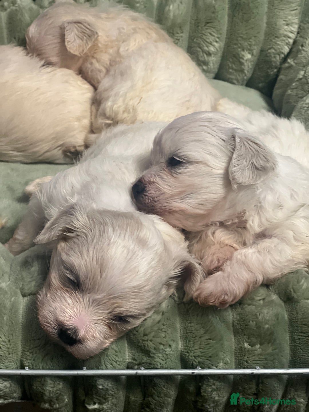 Bichon Frise dogs for sale: Mr Mircea - Advert 2