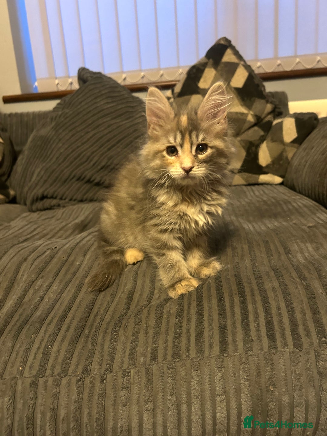 Maine Coon cats for sale: Gorgeous bundles of fluff n mischief  - Image 14