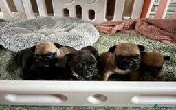 French Bulldog dogs for sale: KC wonderful French Bulldog puppies🐾 - Image 6