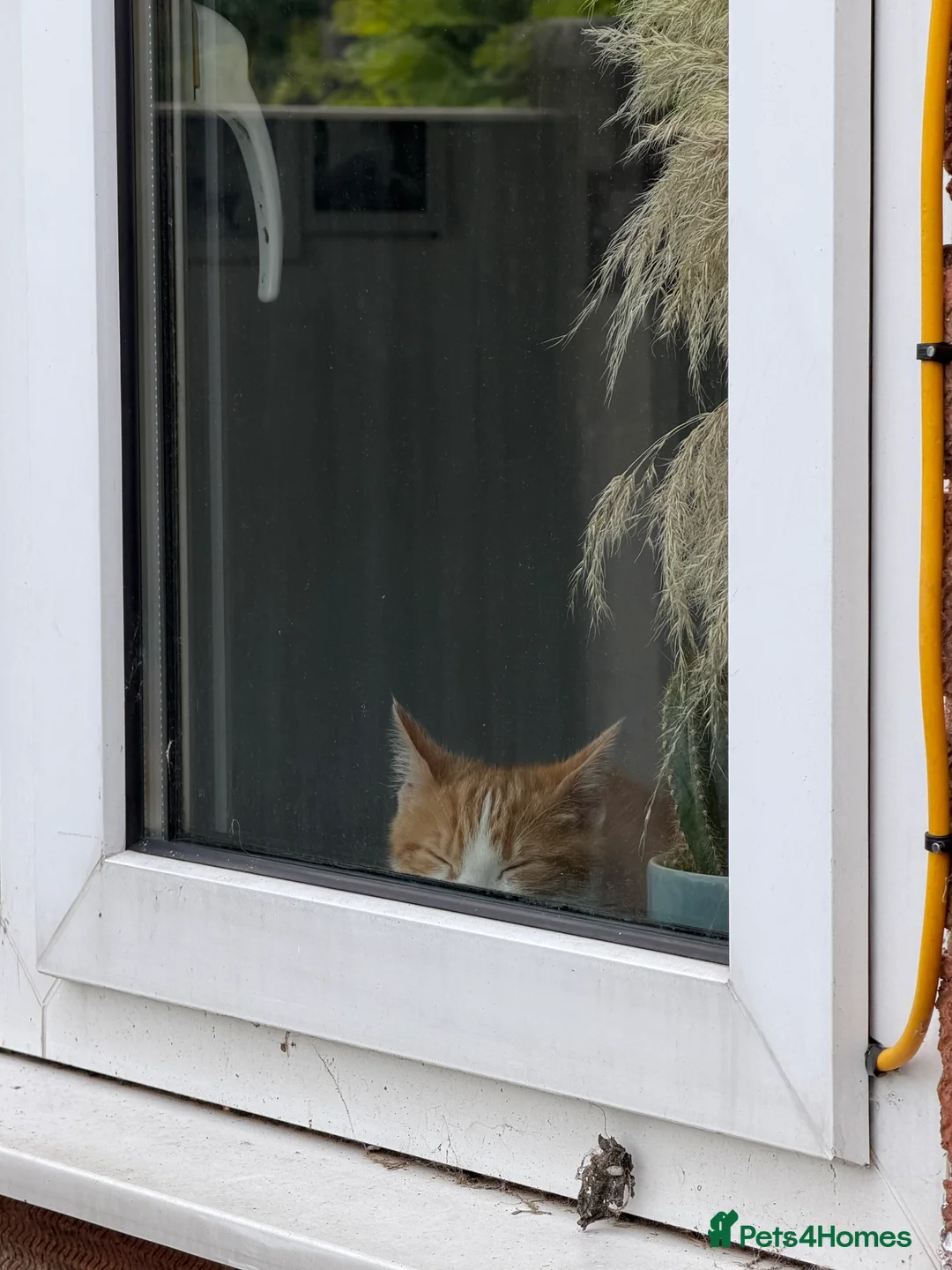 Mixed Breed cats for sale: Mush  - Advert 2