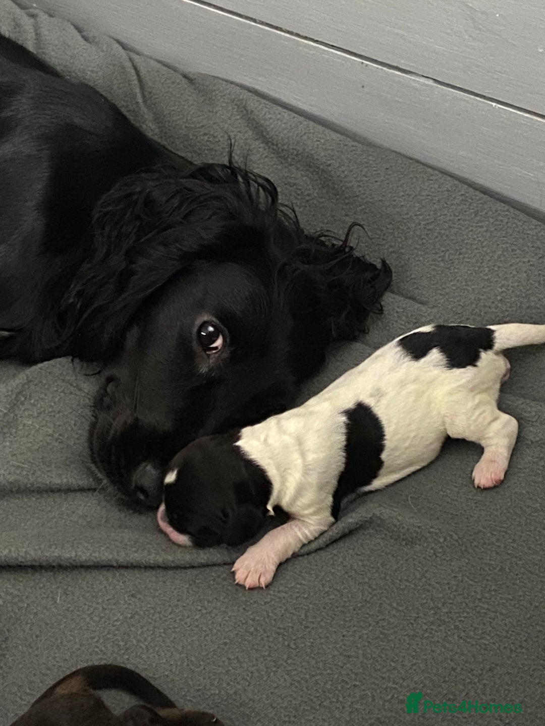 Sprocker dogs for sale: Beautiful Sprocker Puppies Ready 30th December - Image 10