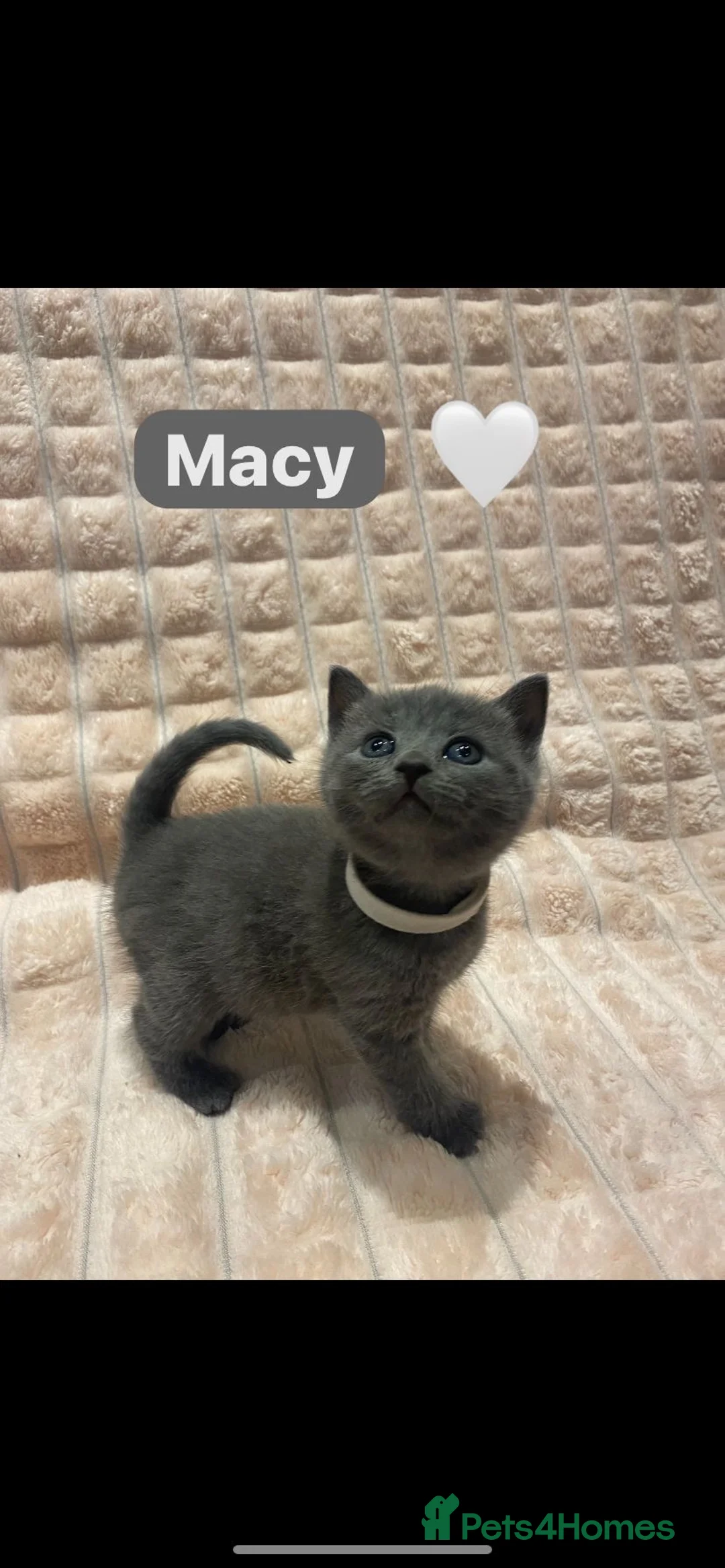 British Shorthair cats for sale: Beautiful British shorthair cross kittens🩵🩷 - Advert 10