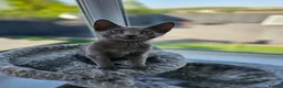 Russian Blue cats for sale: GCCF Registered Russian Blue Kittens - Advert 5