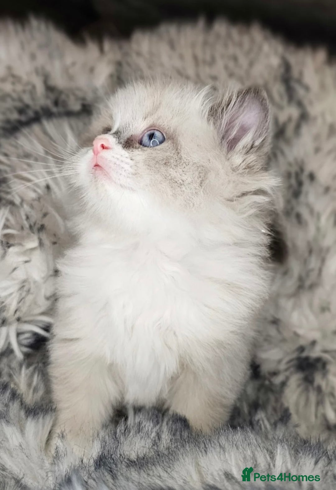 Ragdoll cats for sale: Ragdoll kitten  - Advert 3