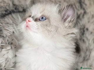 Ragdoll cats Ragdoll kitten - Advert 1