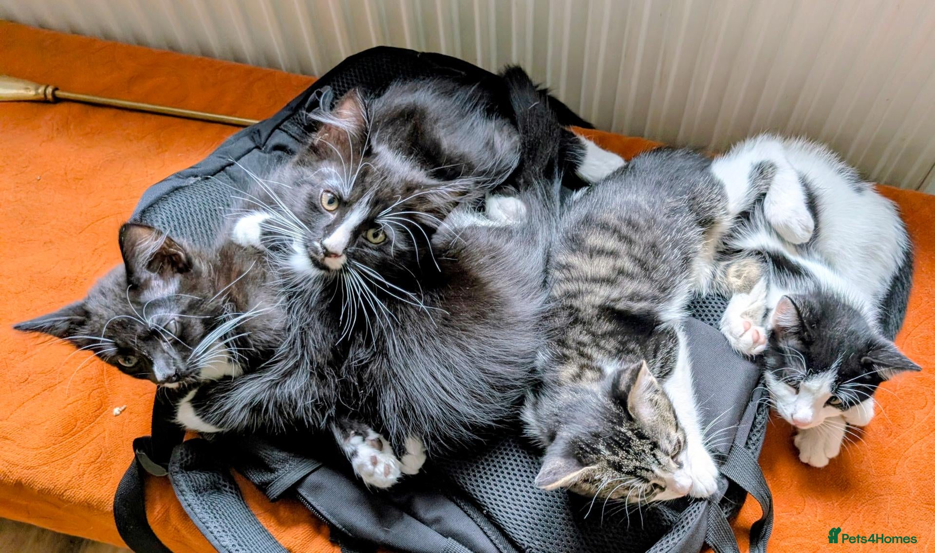 Mixed Breed cats Beautiful, healthy and playful kittens - Advert 1