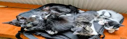 Mixed Breed cats for sale: Beautiful, healthy and playful kittens - Advert 1